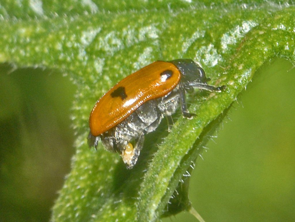 Chrysomelidae: Clytra cfr. quadripunctata